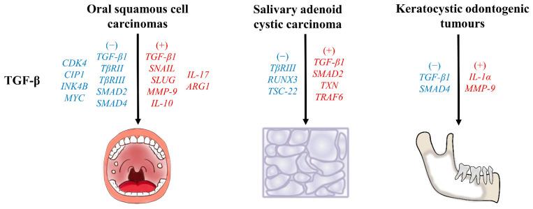 https://cdn.ncbi.nlm.nih.gov/pmc/blobs/7446/10299206/dd379c32009b/ijms-24-10263-g003.jpg