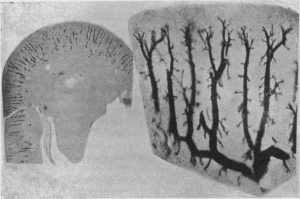 https://cdn.ncbi.nlm.nih.gov/pmc/blobs/744a/1514762/44579e8ce572/jphysiol02530-0070-a.jpg
