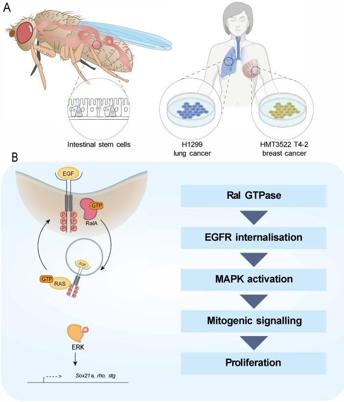 https://cdn.ncbi.nlm.nih.gov/pmc/blobs/744d/8216719/46f5fb6a9085/elife-63807-fig6.jpg