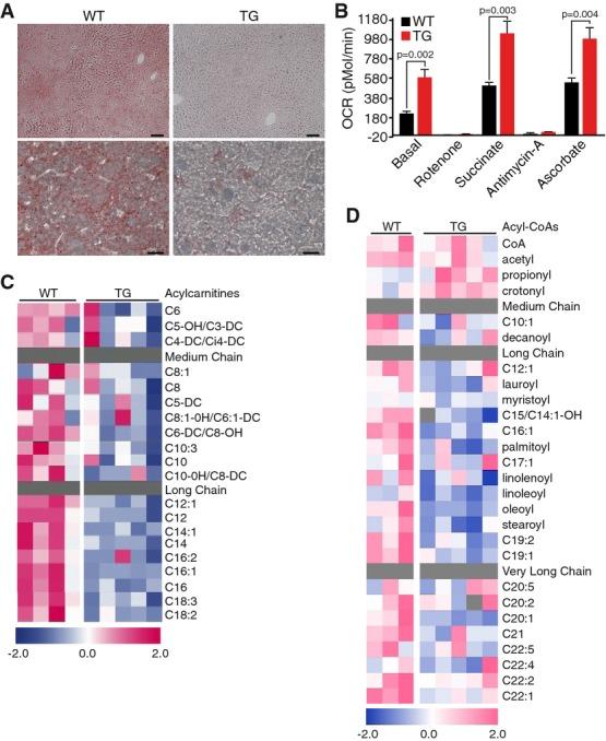 https://cdn.ncbi.nlm.nih.gov/pmc/blobs/7450/4287978/e59ae6bdc5cf/emmm0006-1610-f3.jpg
