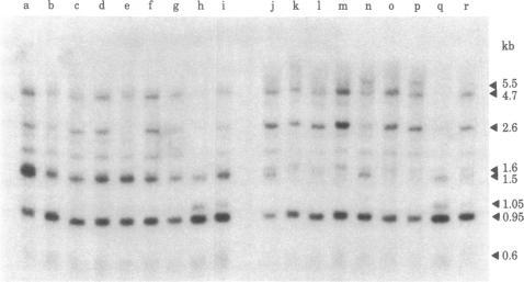 https://cdn.ncbi.nlm.nih.gov/pmc/blobs/7451/346553/5bf70dcbfea9/pnas00452-0025-a.jpg