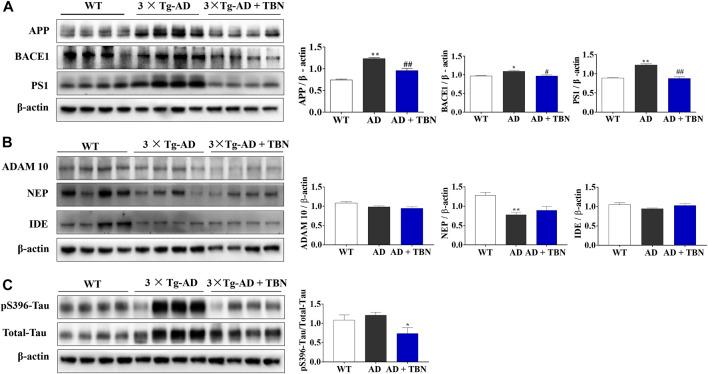 https://cdn.ncbi.nlm.nih.gov/pmc/blobs/7452/10025301/3615be269ab6/fphar-14-1082602-g006.jpg
