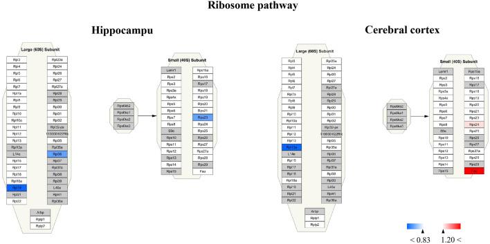 https://cdn.ncbi.nlm.nih.gov/pmc/blobs/7452/10025301/e4a33b73d0bb/fphar-14-1082602-g013.jpg