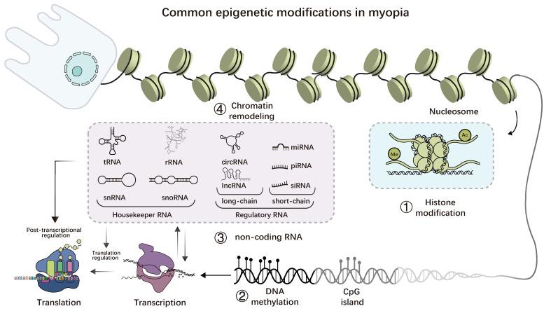 https://cdn.ncbi.nlm.nih.gov/pmc/blobs/7453/12243994/5e12f21eb887/ijmsv22p3084g005.jpg