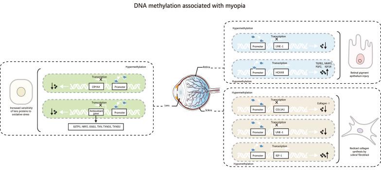 https://cdn.ncbi.nlm.nih.gov/pmc/blobs/7453/12243994/787719aa3c88/ijmsv22p3084g002.jpg