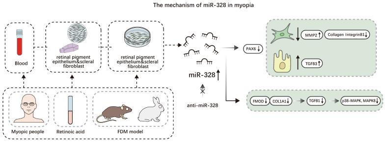 https://cdn.ncbi.nlm.nih.gov/pmc/blobs/7453/12243994/f09a60ac199a/ijmsv22p3084g003.jpg