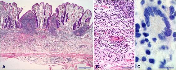 https://cdn.ncbi.nlm.nih.gov/pmc/blobs/745a/4404677/944ae79e6d42/12917_2015_381_Fig5_HTML.jpg