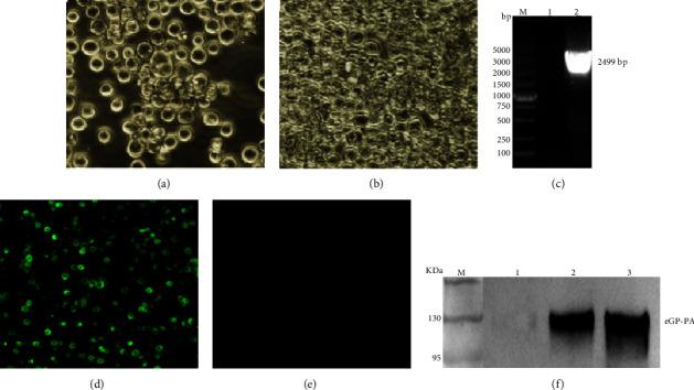 https://cdn.ncbi.nlm.nih.gov/pmc/blobs/7461/12017122/0019ce1228a3/TBED2023-9248581.002.jpg