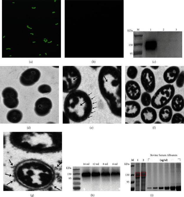 https://cdn.ncbi.nlm.nih.gov/pmc/blobs/7461/12017122/d5360f34de36/TBED2023-9248581.003.jpg
