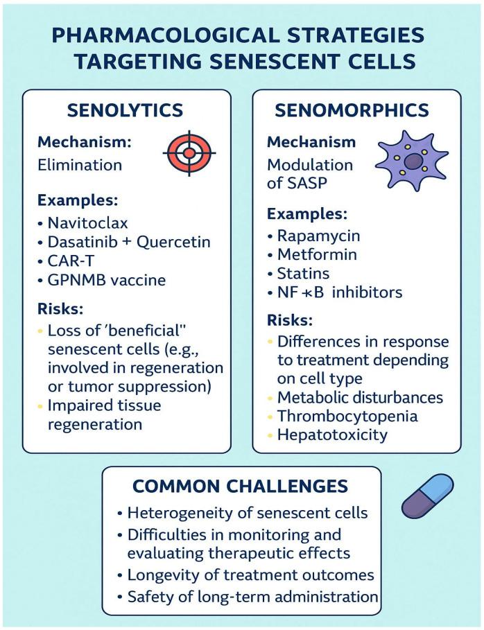 https://cdn.ncbi.nlm.nih.gov/pmc/blobs/7461/12248485/319154e11da3/cells-14-00942-g003.jpg