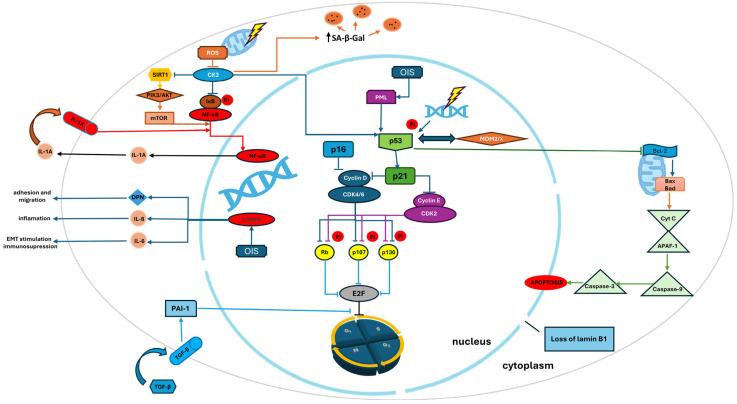 https://cdn.ncbi.nlm.nih.gov/pmc/blobs/7461/12248485/57f6f81304f4/cells-14-00942-g001.jpg