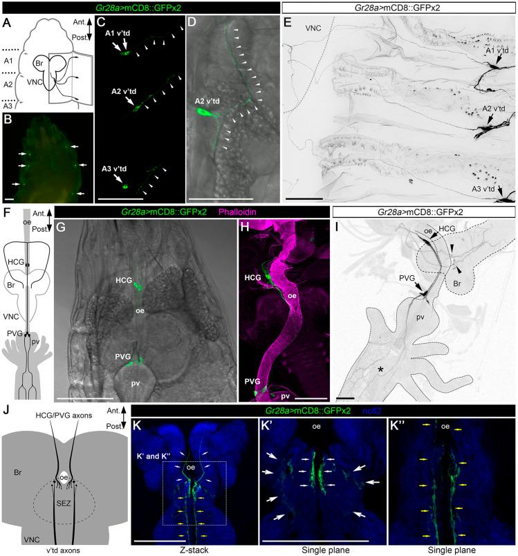 https://cdn.ncbi.nlm.nih.gov/pmc/blobs/7463/10496149/2f97392f5c09/develop-149-200440-g2.jpg