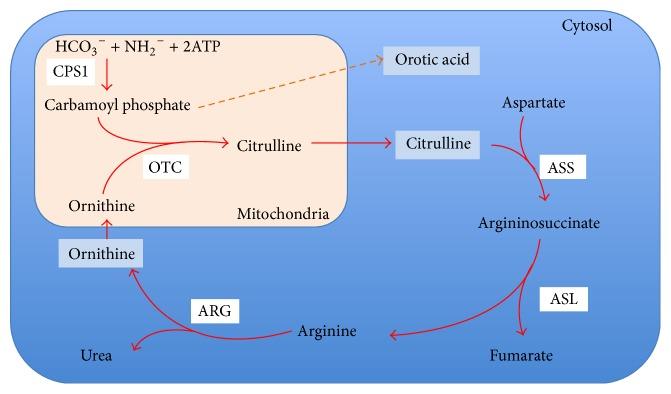 https://cdn.ncbi.nlm.nih.gov/pmc/blobs/7465/4842030/5b93d6937143/CRICC2016-8531591.003.jpg