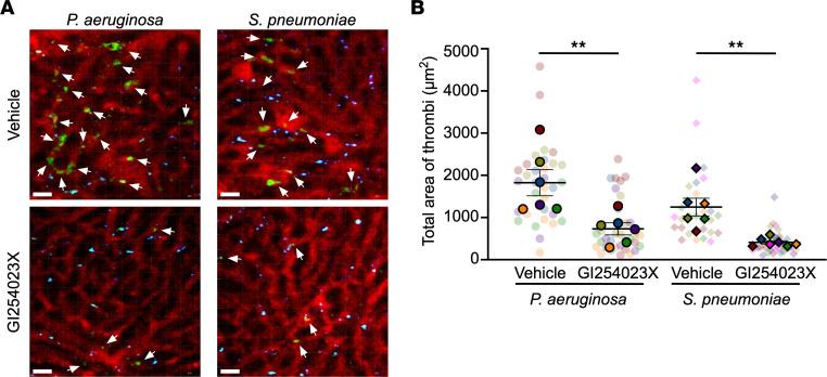 https://cdn.ncbi.nlm.nih.gov/pmc/blobs/7467/10688991/009ad10aa728/jci-133-168450-g042.jpg