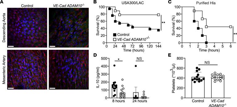 https://cdn.ncbi.nlm.nih.gov/pmc/blobs/7467/10688991/e108ddce1cb1/jci-133-168450-g038.jpg