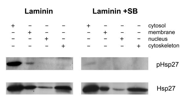 https://cdn.ncbi.nlm.nih.gov/pmc/blobs/746a/1087488/ab384512a5ad/1471-2202-6-24-7.jpg