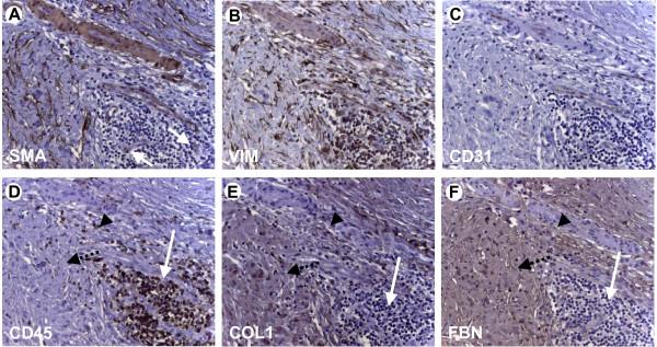 https://cdn.ncbi.nlm.nih.gov/pmc/blobs/746d/2234395/6ab13c3a2ae0/1479-5876-5-63-2.jpg