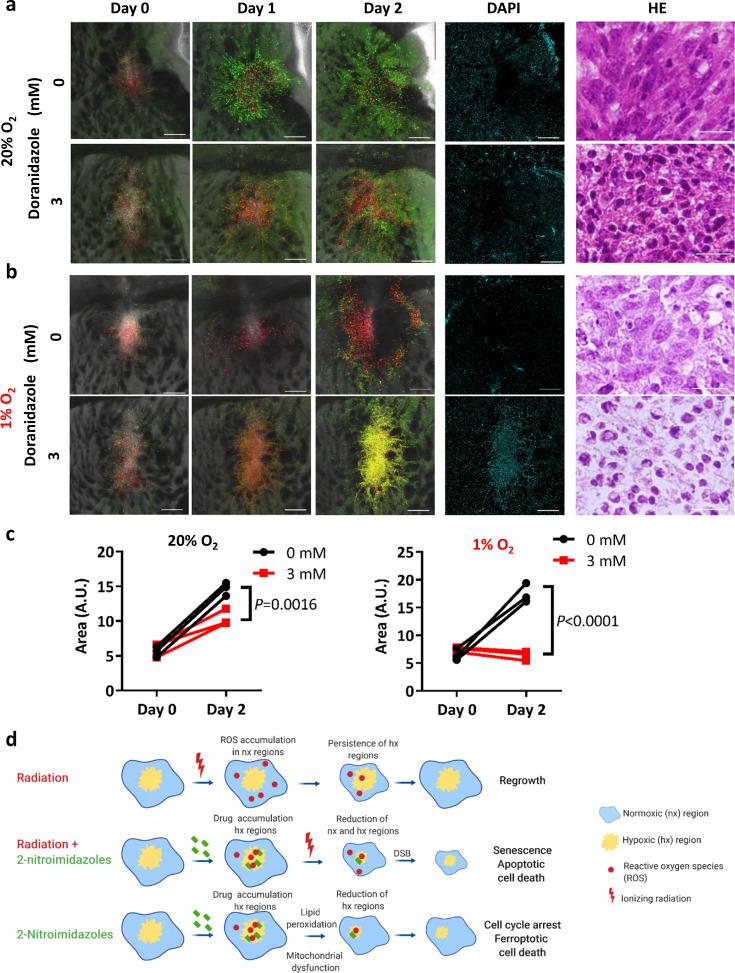 https://cdn.ncbi.nlm.nih.gov/pmc/blobs/746d/7431527/20cb592af620/42003_2020_1165_Fig6_HTML.jpg