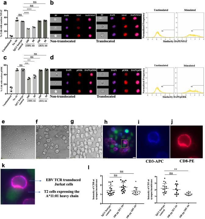 https://cdn.ncbi.nlm.nih.gov/pmc/blobs/7472/11865395/2e915b152cbe/18_2025_5614_Fig5_HTML.jpg