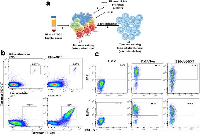 https://cdn.ncbi.nlm.nih.gov/pmc/blobs/7472/11865395/c286d717fead/18_2025_5614_Fig2_HTML.jpg