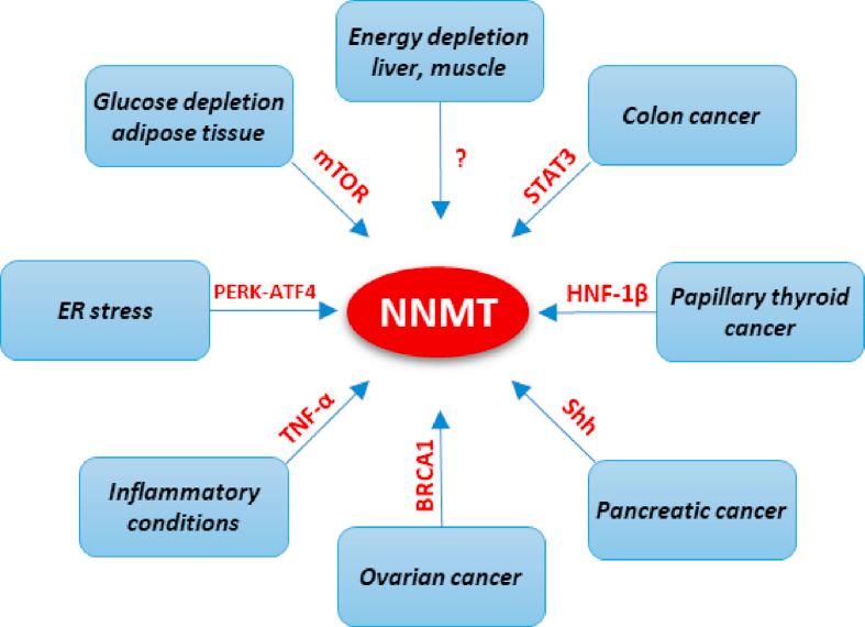 https://cdn.ncbi.nlm.nih.gov/pmc/blobs/7473/7868988/96290cc14154/gr2.jpg
