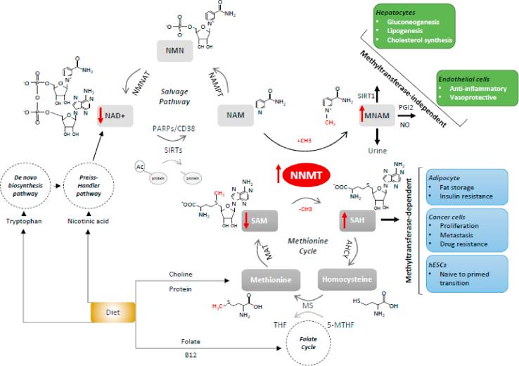 https://cdn.ncbi.nlm.nih.gov/pmc/blobs/7473/7868988/b8e3768aa42f/gr1.jpg