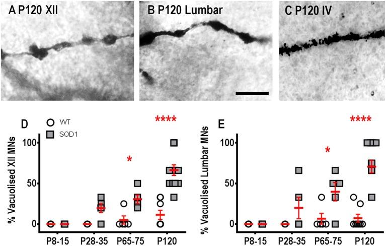 https://cdn.ncbi.nlm.nih.gov/pmc/blobs/7474/5672020/f0c4dd4ff815/fnins-11-00609-g0004.jpg