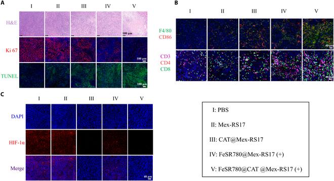 https://cdn.ncbi.nlm.nih.gov/pmc/blobs/7476/11883086/42bb4f12f3a4/bmr.0153.fig.008.jpg