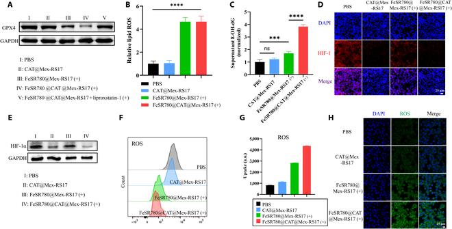 https://cdn.ncbi.nlm.nih.gov/pmc/blobs/7476/11883086/69bb47cf95fe/bmr.0153.fig.004.jpg