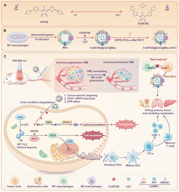 https://cdn.ncbi.nlm.nih.gov/pmc/blobs/7476/11883086/ccc00e92d045/bmr.0153.fig.001.jpg