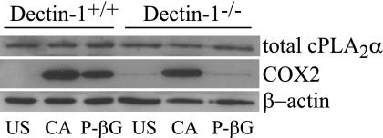 https://cdn.ncbi.nlm.nih.gov/pmc/blobs/7479/2945562/0d0ae91b3322/zbc0411032190003.jpg