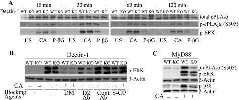 https://cdn.ncbi.nlm.nih.gov/pmc/blobs/7479/2945562/cda680c8baac/zbc0411032190006.jpg