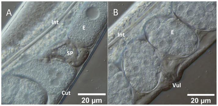 https://cdn.ncbi.nlm.nih.gov/pmc/blobs/747f/8659173/44b2f048151f/molecules-26-07354-g002a.jpg