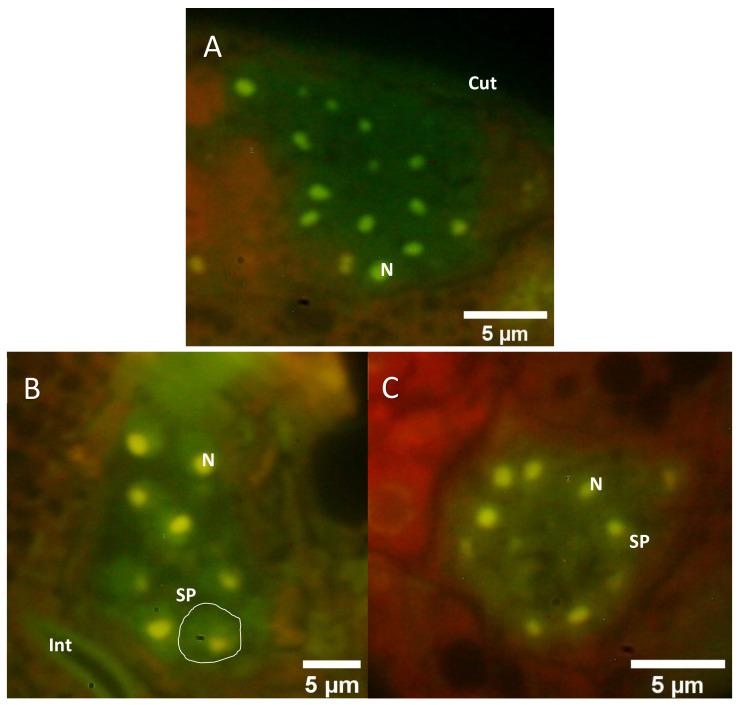 https://cdn.ncbi.nlm.nih.gov/pmc/blobs/747f/8659173/98e2707c976f/molecules-26-07354-g005.jpg