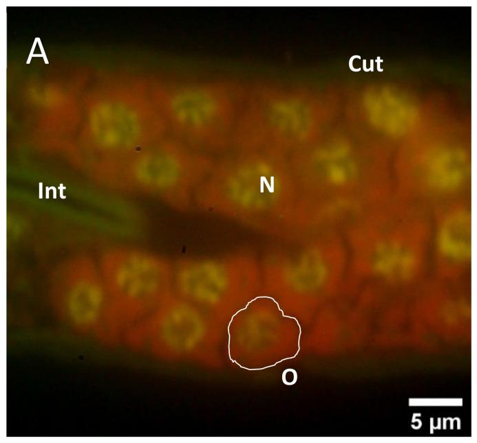 https://cdn.ncbi.nlm.nih.gov/pmc/blobs/747f/8659173/b3108f3b332a/molecules-26-07354-g004a.jpg