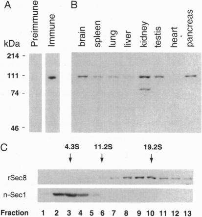 https://cdn.ncbi.nlm.nih.gov/pmc/blobs/7482/40852/03ae03cec7a4/pnas01499-0197-b.jpg