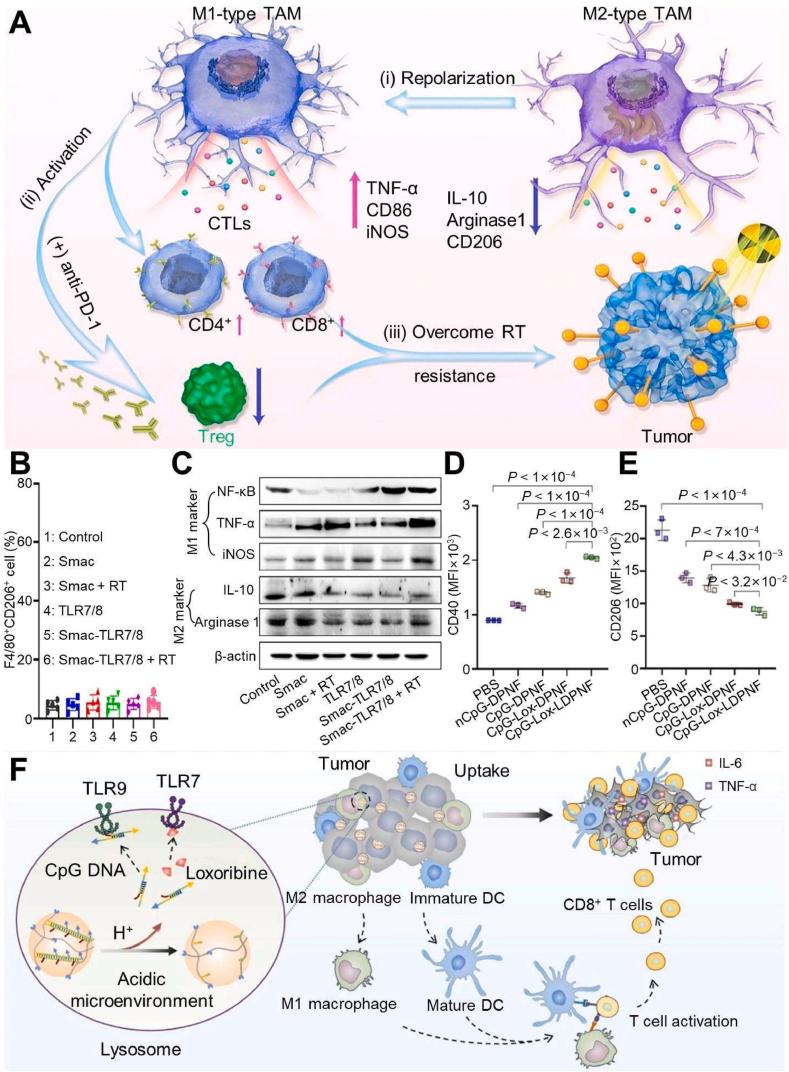 https://cdn.ncbi.nlm.nih.gov/pmc/blobs/7489/10940734/886cfd3c10f4/gr7.jpg