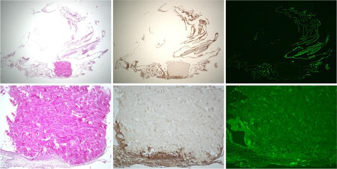 https://cdn.ncbi.nlm.nih.gov/pmc/blobs/748d/10791820/4be41711995f/784_2023_5485_Fig5_HTML.jpg