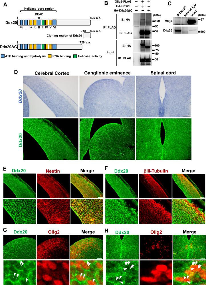 https://cdn.ncbi.nlm.nih.gov/pmc/blobs/748e/9090832/a4ae0e1a86e3/41418_2021_915_Fig1_HTML.jpg