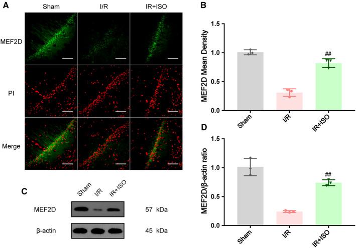 https://cdn.ncbi.nlm.nih.gov/pmc/blobs/7495/8051747/b08bdd8dd855/JCMM-25-3803-g006.jpg