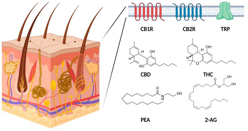 https://cdn.ncbi.nlm.nih.gov/pmc/blobs/749b/10672037/9eec4d28223a/ijms-24-16523-g001.jpg