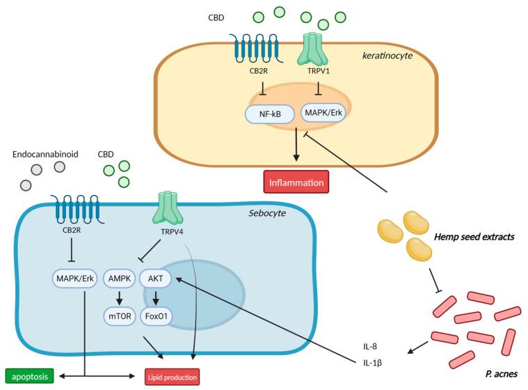 https://cdn.ncbi.nlm.nih.gov/pmc/blobs/749b/10672037/ea2901fd0ff4/ijms-24-16523-g005.jpg