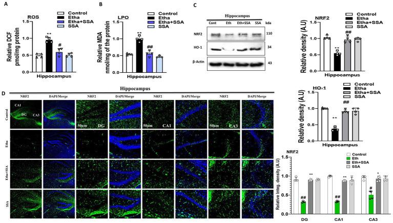 https://cdn.ncbi.nlm.nih.gov/pmc/blobs/749c/12399547/32641fd64ec2/fncel-19-1625362-g003.jpg