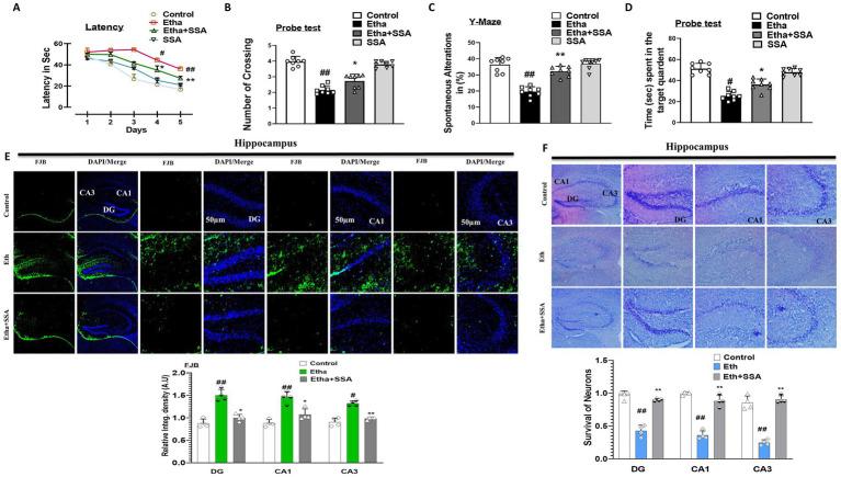 https://cdn.ncbi.nlm.nih.gov/pmc/blobs/749c/12399547/622e44b6451b/fncel-19-1625362-g005.jpg