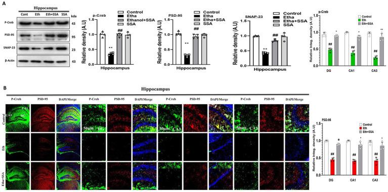https://cdn.ncbi.nlm.nih.gov/pmc/blobs/749c/12399547/b2a6ceb191ae/fncel-19-1625362-g004.jpg