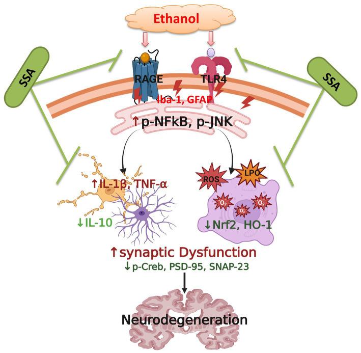 https://cdn.ncbi.nlm.nih.gov/pmc/blobs/749c/12399547/c90bbd08aa8a/fncel-19-1625362-g006.jpg