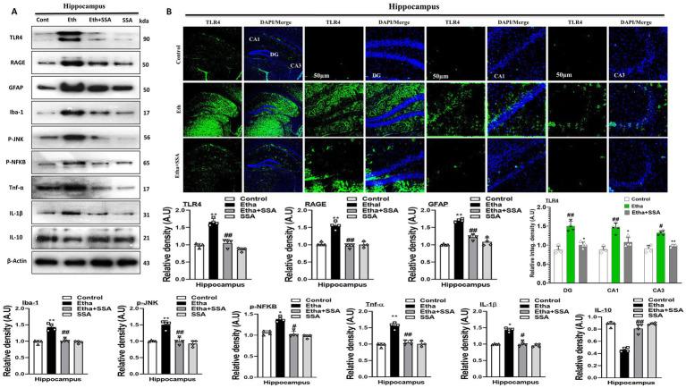 https://cdn.ncbi.nlm.nih.gov/pmc/blobs/749c/12399547/d963c1d6979f/fncel-19-1625362-g002.jpg