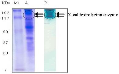 https://cdn.ncbi.nlm.nih.gov/pmc/blobs/749d/3768794/677487ce4716/bjm-42-927-g005.jpg