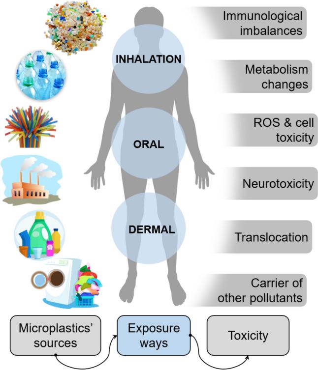 https://cdn.ncbi.nlm.nih.gov/pmc/blobs/749e/11717821/3c929b2bac0a/11356_2024_35741_Fig5_HTML.jpg
