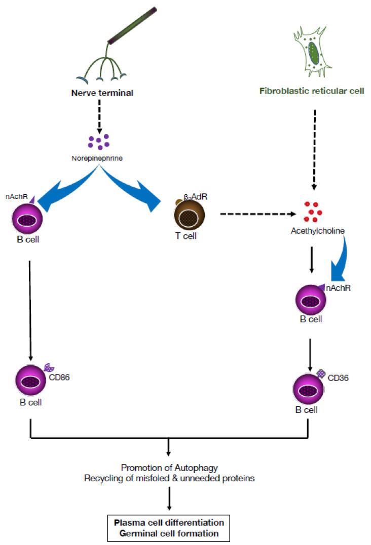https://cdn.ncbi.nlm.nih.gov/pmc/blobs/74a0/10459025/d7790b9ad9df/pharmaceuticals-16-01089-g005.jpg